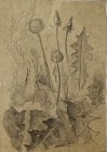 Dandelions. Plein air sketch. 30x20 cm, paper, graphite pencil. 1992.