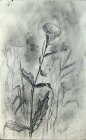 Anise. Plein air sketch. 30x20 cm, paper, graphite pencil. 1992.